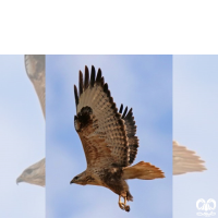 گونه سارگپه پا بلند Long-legged Buzzard